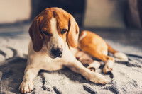 Un chien déprimé allongé sur une couverture