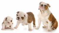 Les étapes de la croissance d'un chien