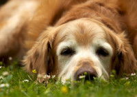Un vieux Golden Retriver allongé dans l'herbe