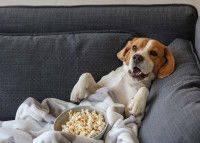 Un chien en surpoids mange des popcorns devant la télévision