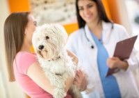 Une femme emmène son chien chez le vétérinaire