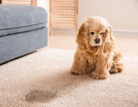Une chienne a fait pipi sur le tapis du salon