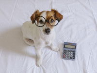 Un chien Jack Russel à côté d'une calculatrice