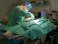 Un vétérinaire réalise une ligature des trompes sur une chienne