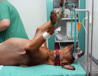 Un vétérinaire effectue une castration sur un chien mâle