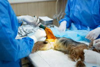 Un vétérinaire effectue une vasectomie sur un chien mâle