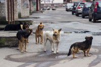 Des chiens errants debout dans la rue
