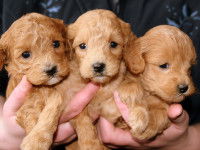 Les formalités pour vendre un chiot