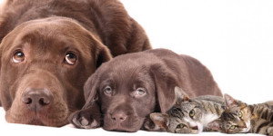 Les Autres Animaux De La Maison Lors Du Deces D Un Chien Ou D Un Chat