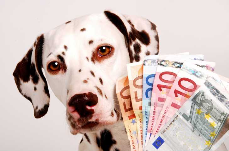 Frais De Santé Le Budget Santé Dun Chien