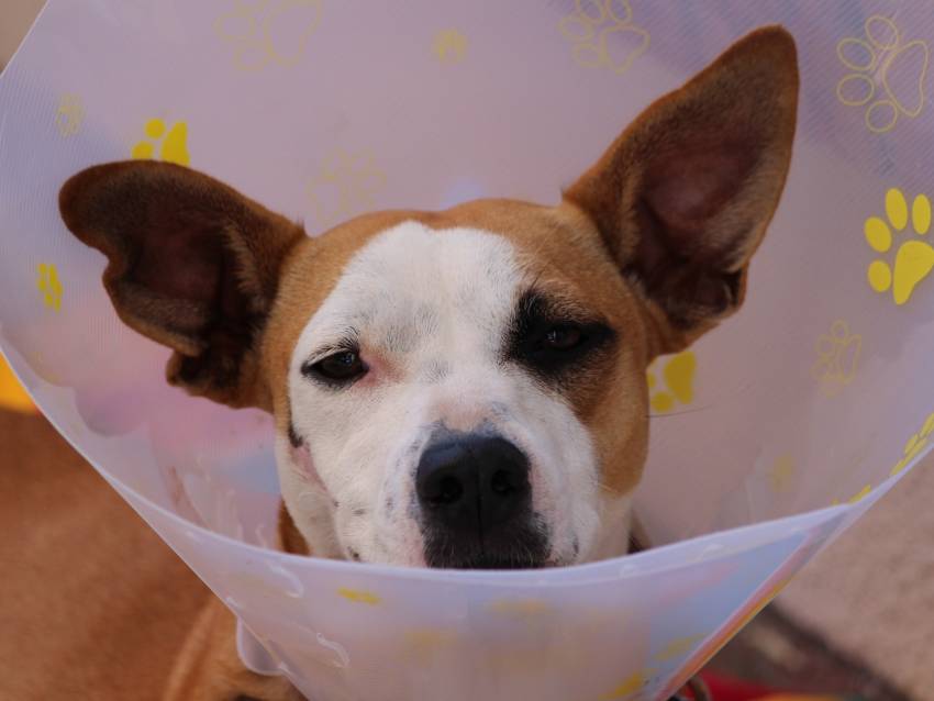 La castration : quand et pourquoi faut-il castrer son chien