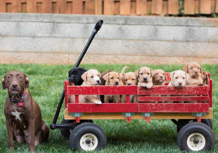 Apres L Accouchement De La Chienne