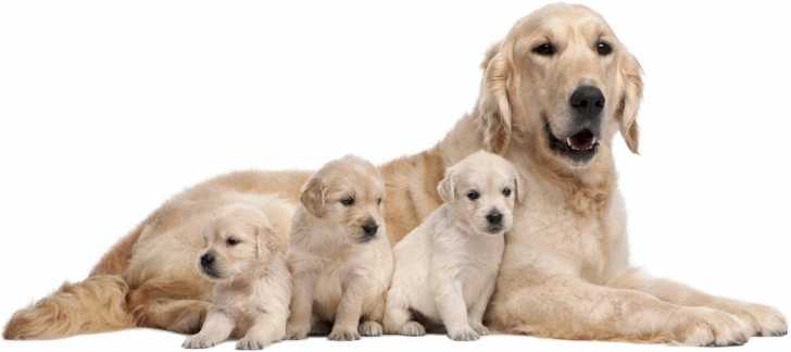 Apres L Accouchement De La Chienne