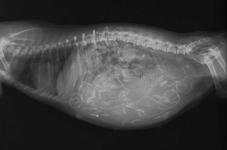 La Vie D Un Chiot Pendant La Gestation Et A La Naissance