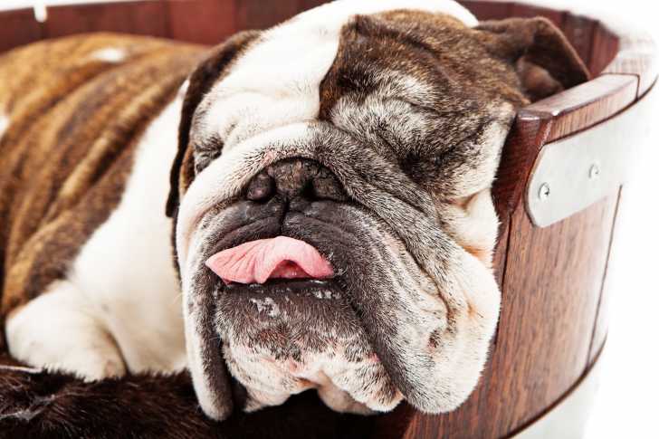 Le ronflement chez le chien