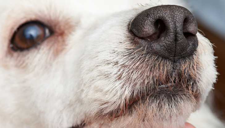 Le ronflement chez le chien