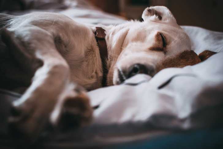 Le Ronflement Chez Le Chien