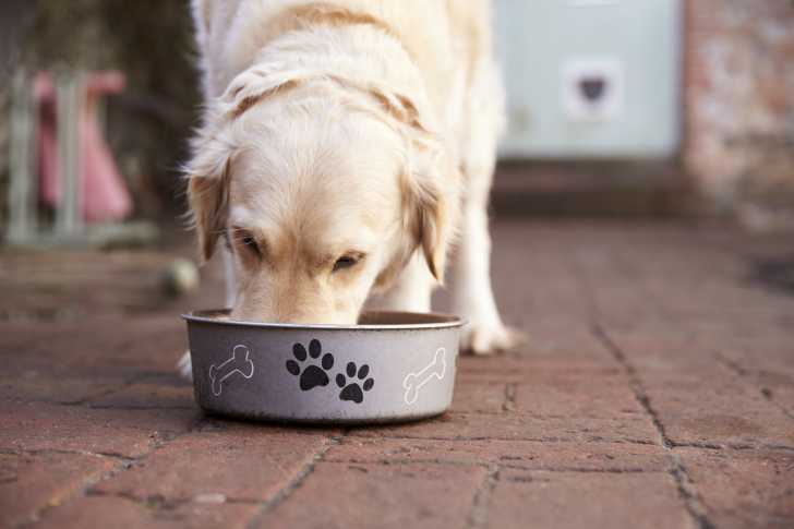 Chien Boulimique La Boulimie Chez Les Chiens