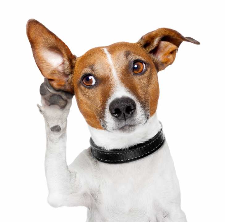 Chien sourd : la surdité chez le chien