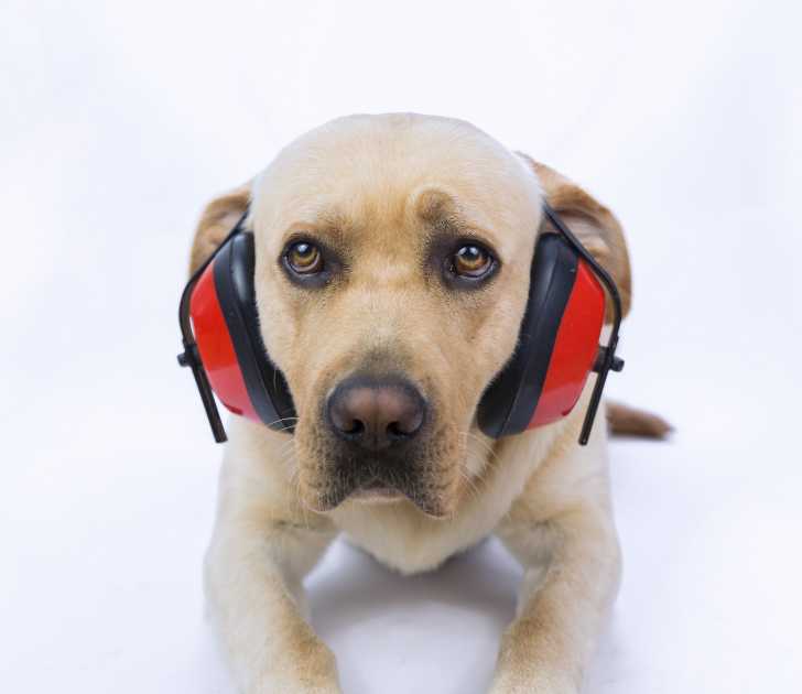 Chien sourd : la surdité chez le chien