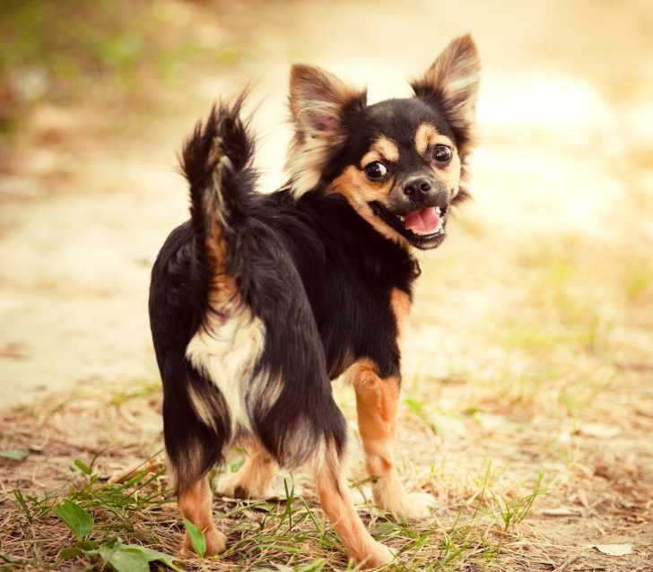 Chien sourd : la surdité chez le chien