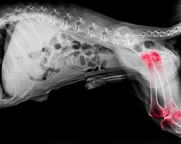 L Arthrose Du Chien Causes Symptomes Traitement