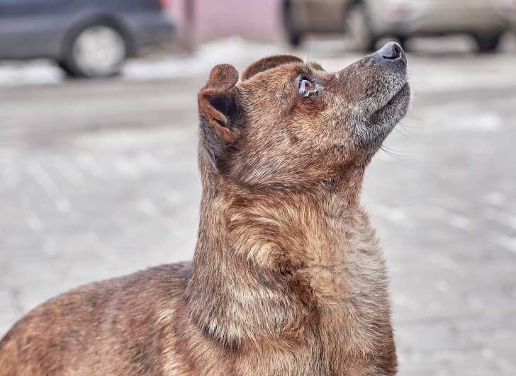 Larmoiement Excessif Mon Chien A Les Yeux Qui Coulent