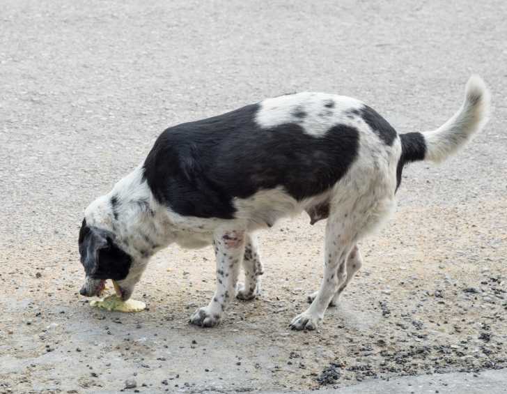 Mon chien a la diarrhée : causes, risques et solutions