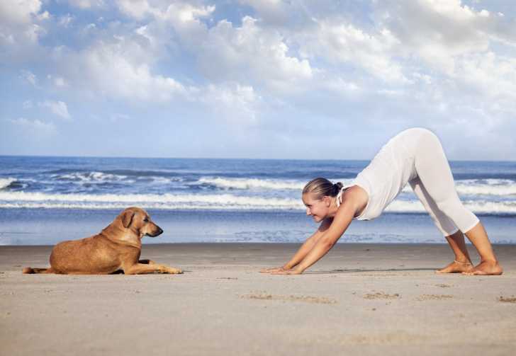 le doga ou yoga pour chiens une maniere originale de renforcer les liens avec son chien