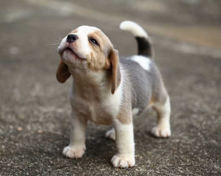Les compléments alimentaires pour chien