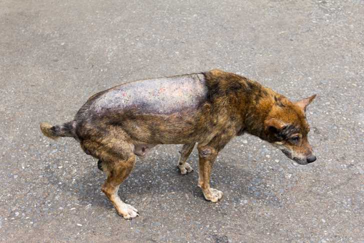 La Dermatite Allergisante Aux Piqures De Puces Dapp Chez Le Chien