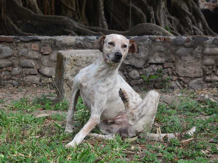Les Vers Chez Le Chien