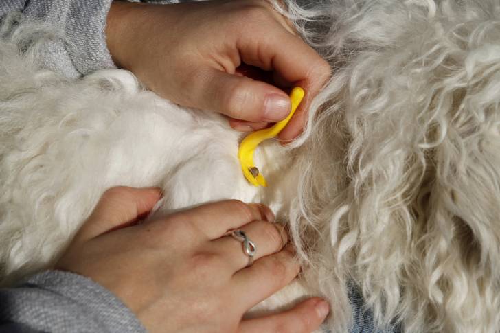 Traiter Et Protéger Son Chien Contre Les Tiques 