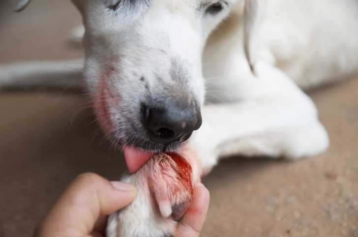 Les Plaies Et Saignements Du Chien Mon Chien Saigne Que Faire