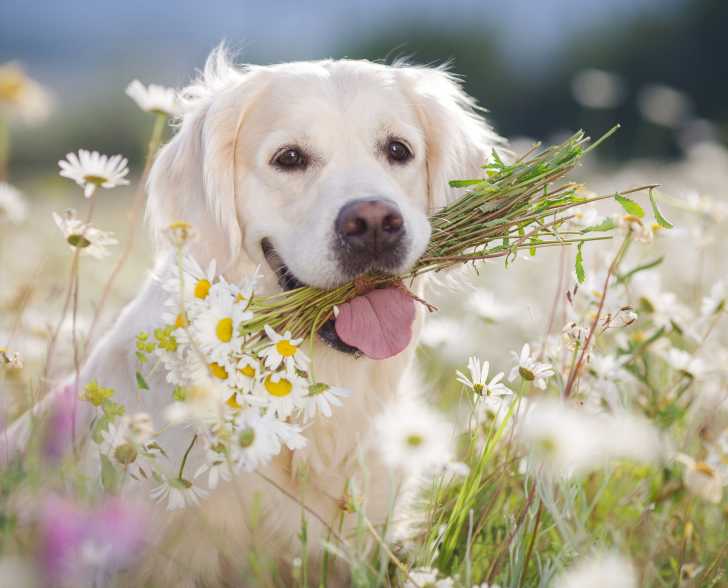Les plantes toxiques pour les chiens