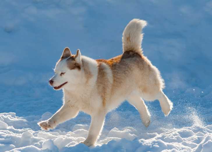 Protéger son chien contre le froid en hiver