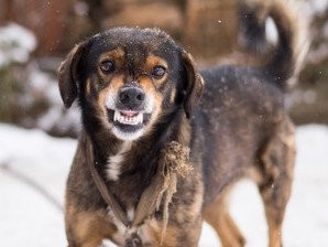 Le Vaccin Contre La Rage Canine