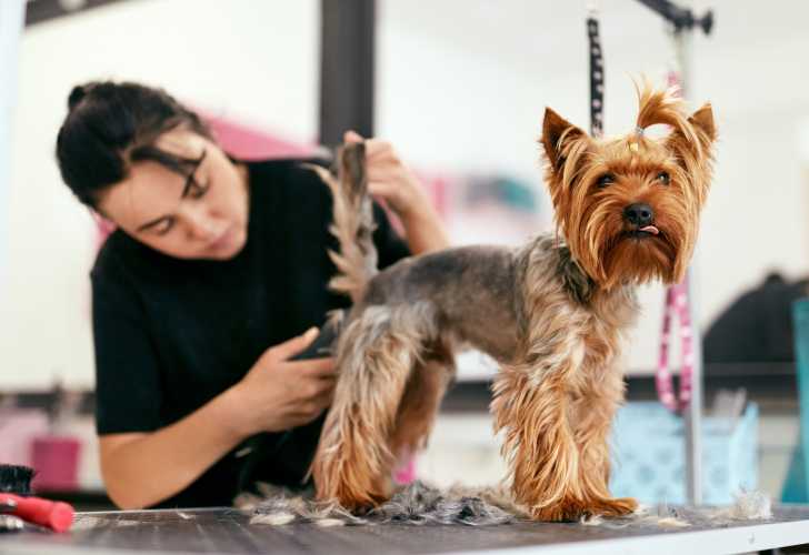 Faire Toiletter Son Chien Par Un Toiletteur Canin