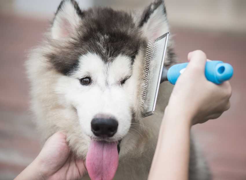 Faire Toiletter Son Chien Par Un Toiletteur Canin