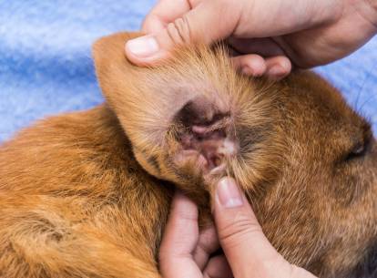 L Entretien Des Oreilles Du Chien