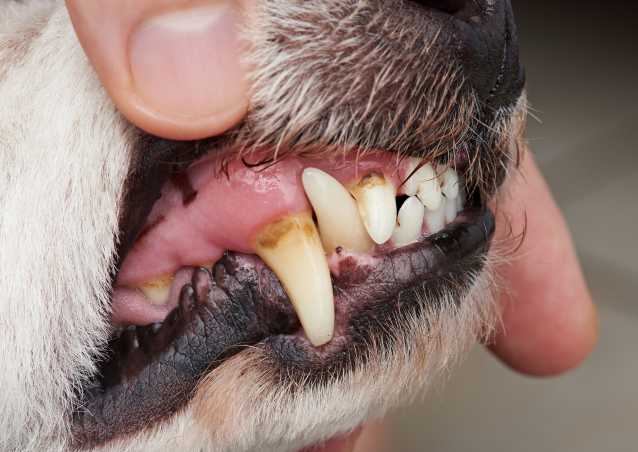 Le tartre et le détartrage des dents du chien