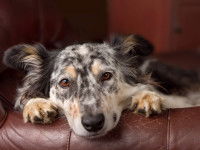 Un chien à la tête posée sur le dossier d'un divan bordeaux