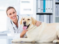 Labrador ausculté par une vétérinaire