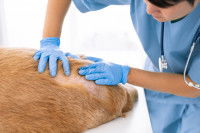 Un vétérinaire examine la peau d'un chien malade