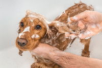 Un homme fait un shampoing à son Cocker
