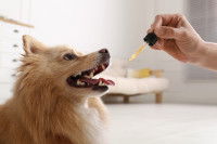 Une femme donne un complément alimentaire à son chien