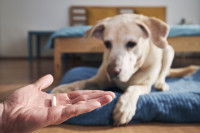 Un homme montre un médicament en gélule à son chien