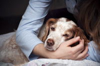 Une femme tient dans ses bras son chien malade