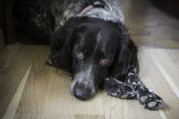 Un chien noir et blanc fatigué allongé sur le parquet