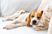 Les formes d'anémie chez le chien